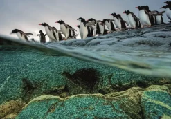 Clementoni: National Geographics - Gentoo Penguins (1000)