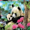Educa: Morning Panda (1000)