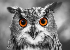 Enjoy: Curious Owl (1000)