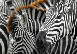 Enjoy: Zebras (1000)