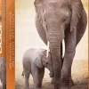EuroGraphics: Elephant & Baby (1000)