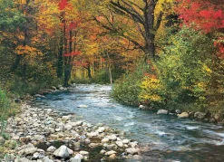 EuroGraphics: Forest Stream (1000)