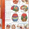 EuroGraphics: The Brain (1000)