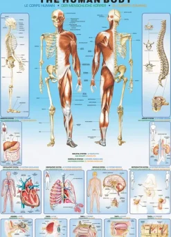 EuroGraphics: The Human Body (1000)