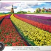 EuroGraphics: Tulip Fields (1000)