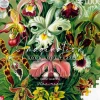 Good Loot: Imagination - Ernst Haeckel, Orchid (1000)