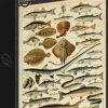 Grafika: Larousse - Fish (1000)
