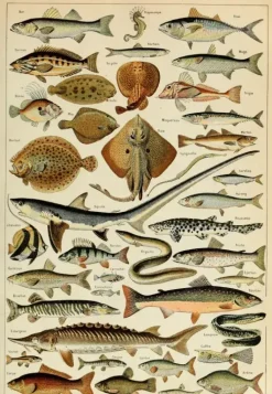 Grafika: Larousse - Fish (1000)