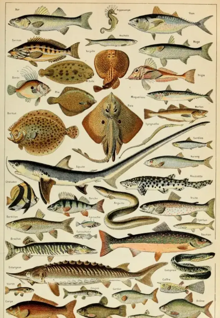 Grafika: Larousse - Fish (1000)