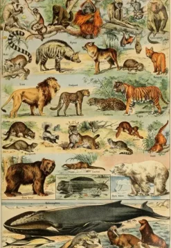 Grafika: Larousse - Mammals II (1000)