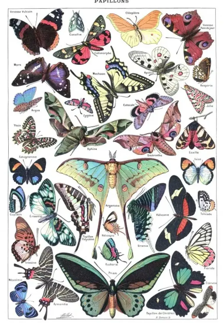Grafika: Larousse pour Tous - Butterflies (1000)