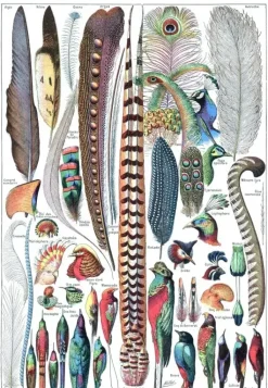 Grafika: Larousse pour Tous - Feathers (1000)