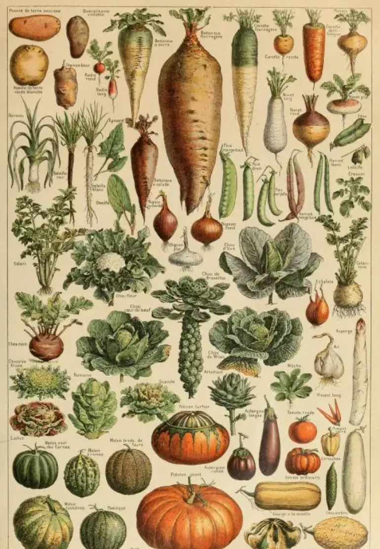 Grafika: Larousse - Vegetables and Vegetable Plants (1000)