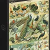 Grafika: Nouveau Larousse - Birds (1000)