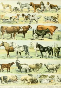 Grafika: Nouveau Larousse - Mammals I (1000)