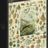 Grafika: Nouveau Larousse - Molluscs (1000)