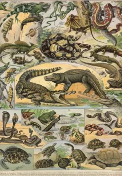 Grafika: Nouveau Larousse - Reptiles (1000)