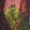 Heye: Power of Nature - Singing Canyon (1000)
