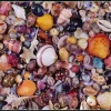 Piatnik: Seashell (1000)