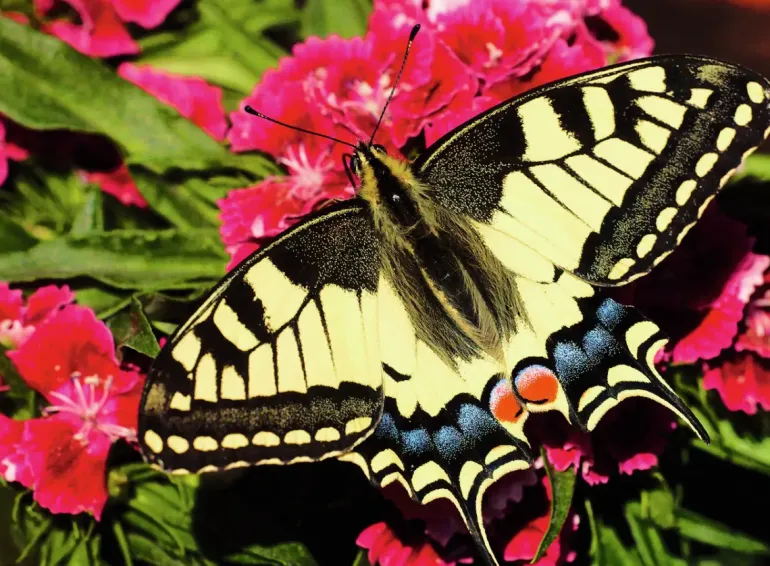Ravensburger: Colorful Animals - Butterfly (500)