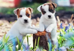 Ravensburger: Cute Little Furballs (2 x 12)