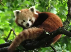 Ravensburger: Cute Red Panda (500)