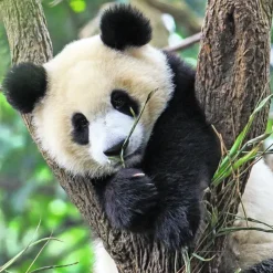 Ravensburger: Panda, Lion and Tiger Cubs (3 x 49)