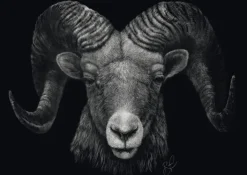 Schmidt: Ashley Rader - Dominance, Ram - The Epitome of Fire (1000)