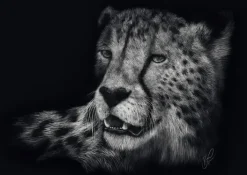 Schmidt: Ashley Rader - Speed, Cheetah - The Epitome of Grace (1000)
