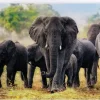 Trefl: African Elephants (1000)