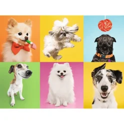 Trefl: Dogs (500)