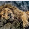 Trefl: Sleeping Lion (1000)