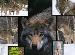 WWF Puzzle: Wolves (1000)